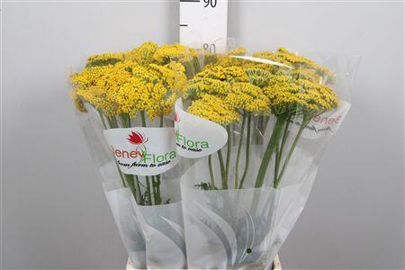 <h4>Achil F Parker Variety</h4>