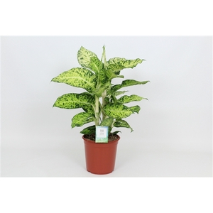 Purify Dieffenbachia Cool Tigres 24 cm