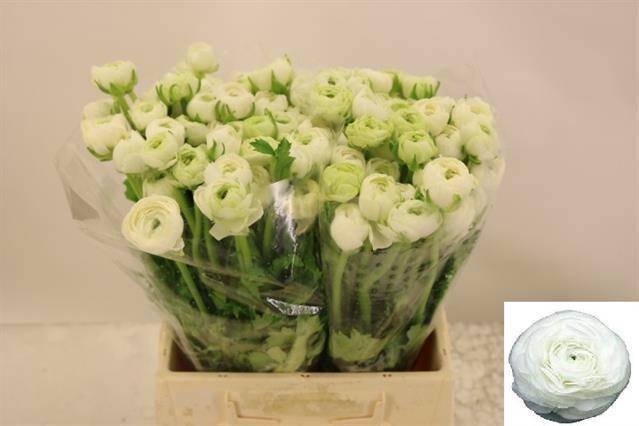 <h4>RAN EL WHITE</h4>