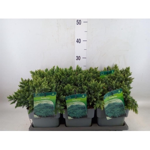 Juniperus squamata 'Blue Star'