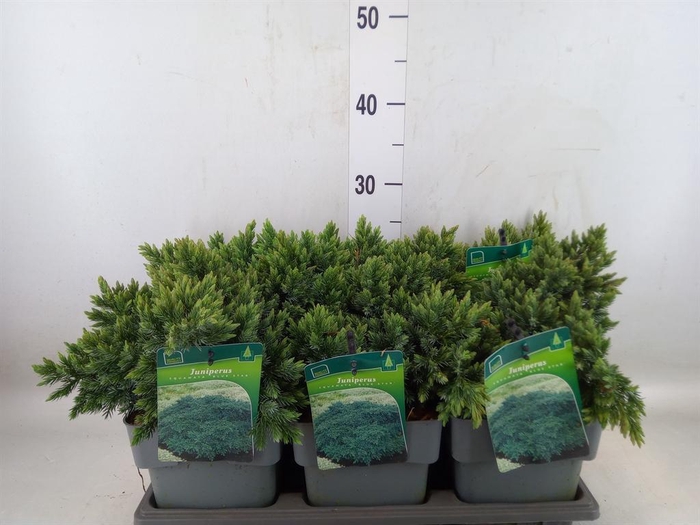 <h4>Juniperus squamata 'Blue Star'</h4>