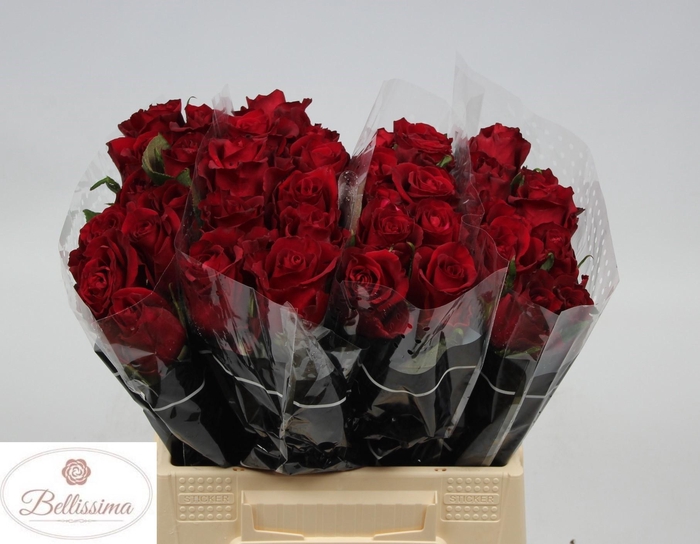 <h4>R GR EVER RED</h4>