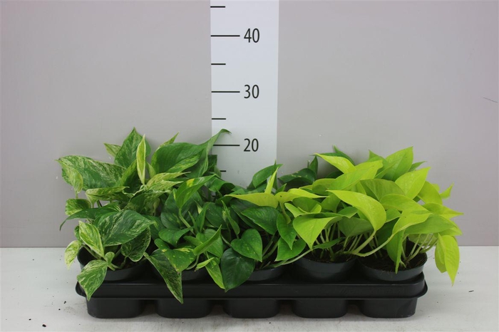 <h4>Epipremnum Gemengd</h4>