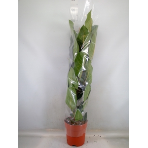 Ficus benghalensis 'Joy'