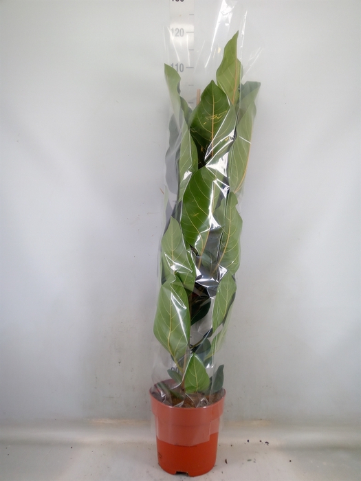 <h4>Ficus benghalensis 'Joy'</h4>