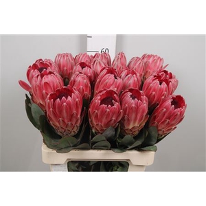 Protea Sharon