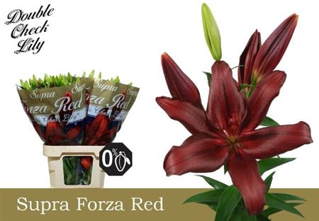 <h4>Li La Forza Red Supra</h4>