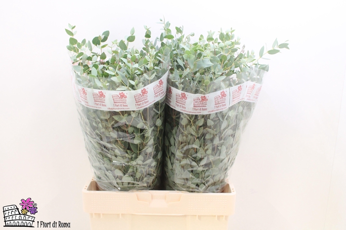 <h4>EUC GUNNII P BS</h4>