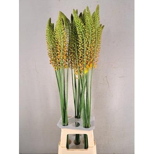 Eremurus Orange Prin
