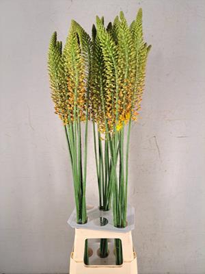 <h4>Eremurus Orange Prin</h4>