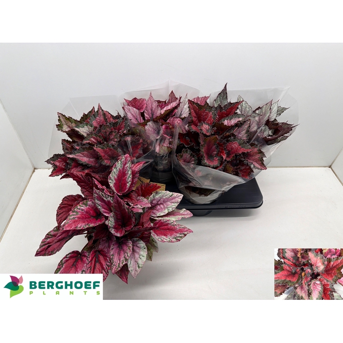 <h4>BEG BEL GEM</h4>