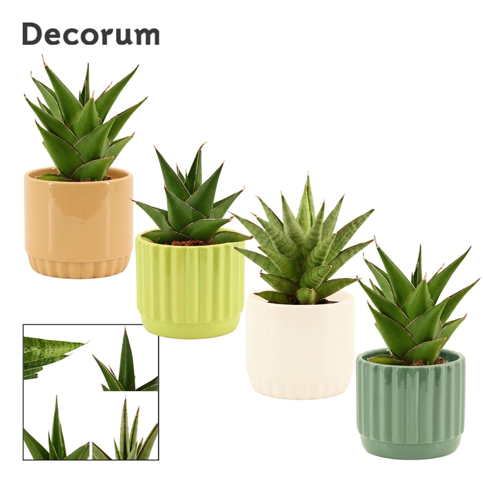 <h4>Sansevieria Crown mix 9 cm in Liam (Natural bubble-collection)</h4>