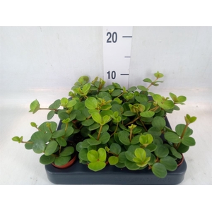 Peperomia tetraphylla 'Hope'
