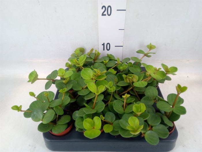 <h4>Peperomia tetraphylla 'Hope'</h4>