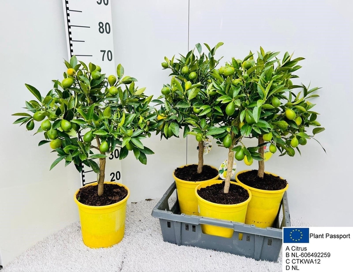 <h4>CITROF FLORIDANA</h4>