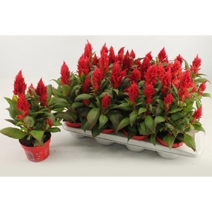 Cel Pl Kel Fire Red