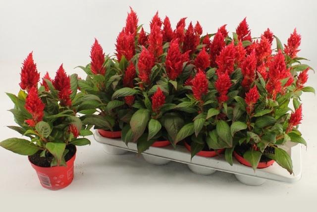 <h4>Cel Pl Kel Fire Red</h4>