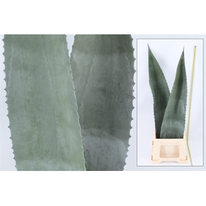 Agave americana