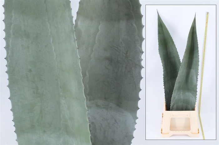 <h4>Agave americana</h4>