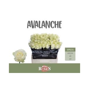 R GR AVALANCHE+