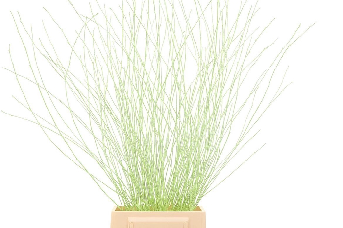 Berk 70cm Mintgroen Pbs