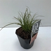 Carex 'Prairy Fire'