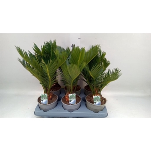 Cycas revoluta