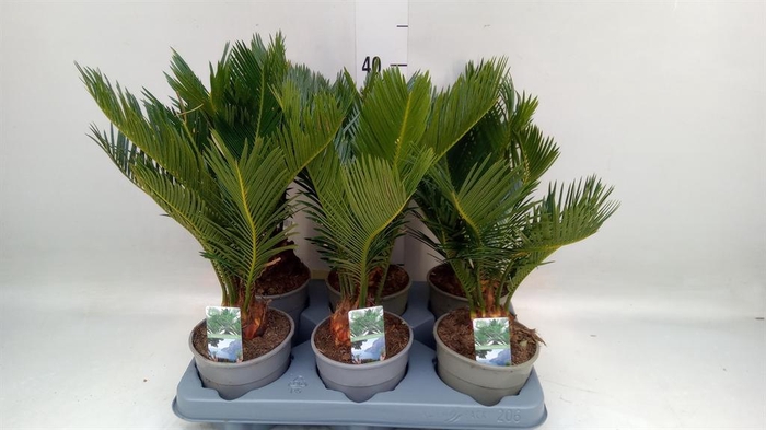 <h4>Cycas revoluta</h4>