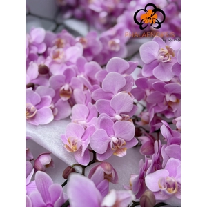 Phal Baby Blush 20-30