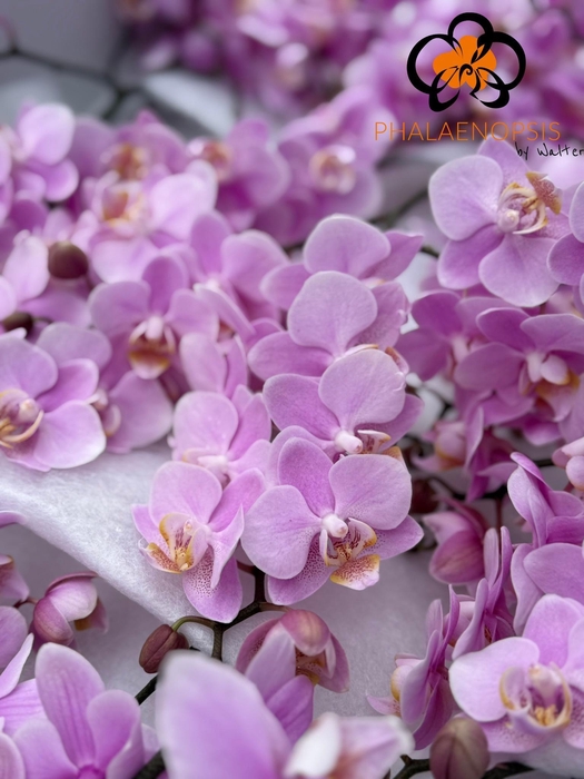 <h4>Phal Baby Blush 10-15</h4>