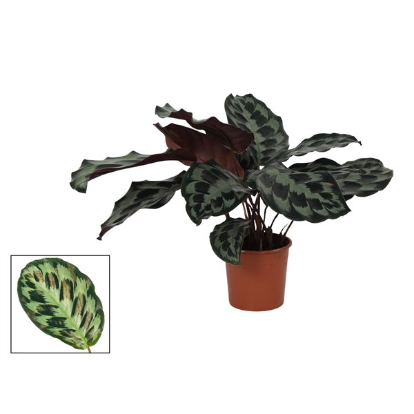 <h4>Calathea 14cm Kennedy</h4>