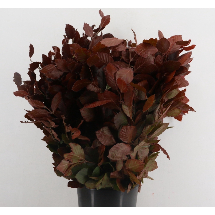 <h4>Fagus Sylvatica</h4>