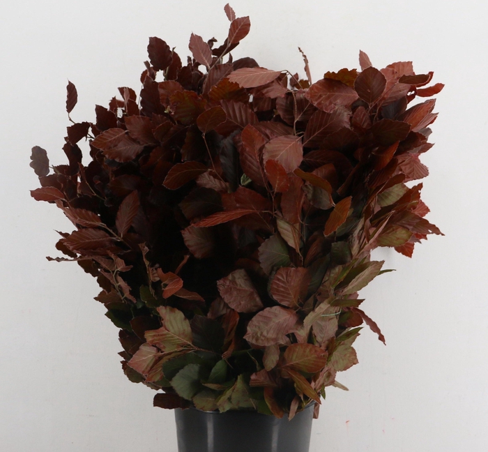 <h4>FAGUS SYLVATICA</h4>