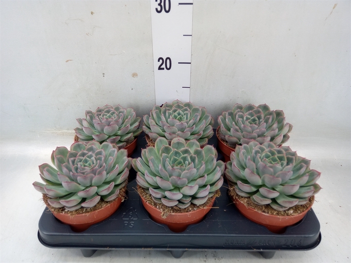 <h4>Echeveria   ...</h4>