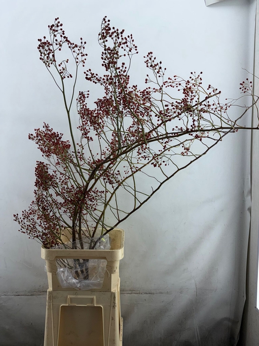 Rozenbottel Corallo Rosefruits