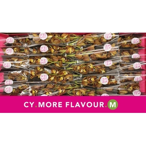 Mini cymbidium 'Sirocco' 40 cm