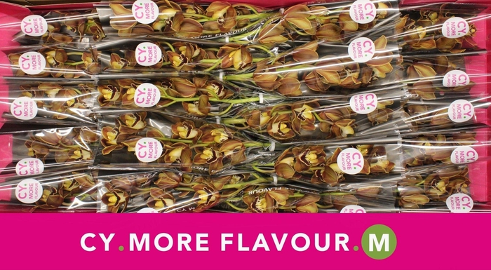 <h4>Mini cymbidium 'Sirocco' 40 cm</h4>