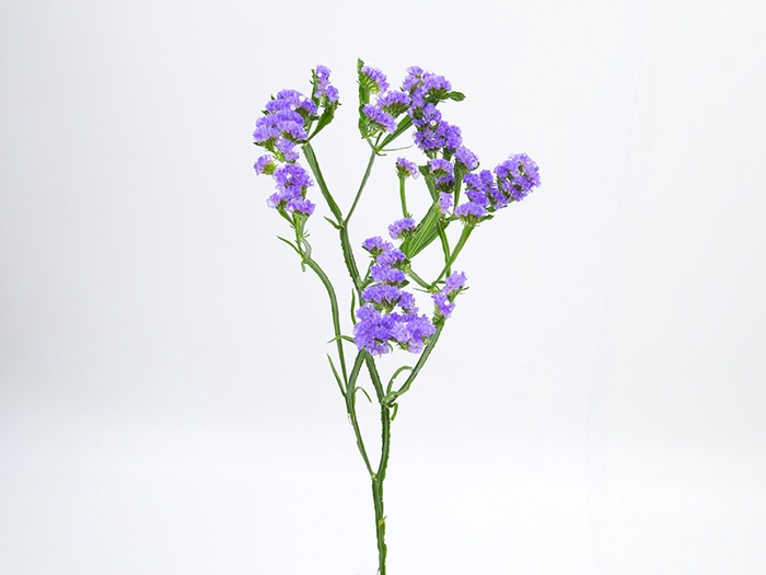 <h4>LIMONIUM DEEP LAVANDER 080 CM LILAS</h4>