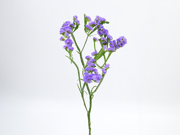 LIMONIUM DEEP LAVANDER 080 CM LILAS