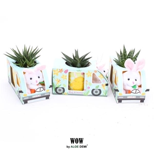 WOW Haworthia Gasteria, Mug and bunny