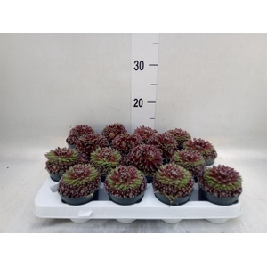 Sempervivum   ...