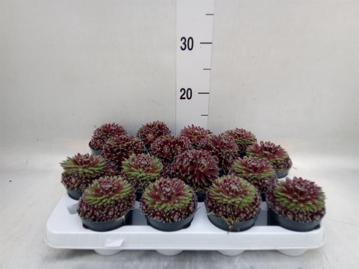 <h4>Sempervivum   ...</h4>