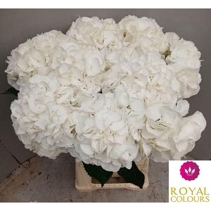 HYDR M ROYAL PRINCES