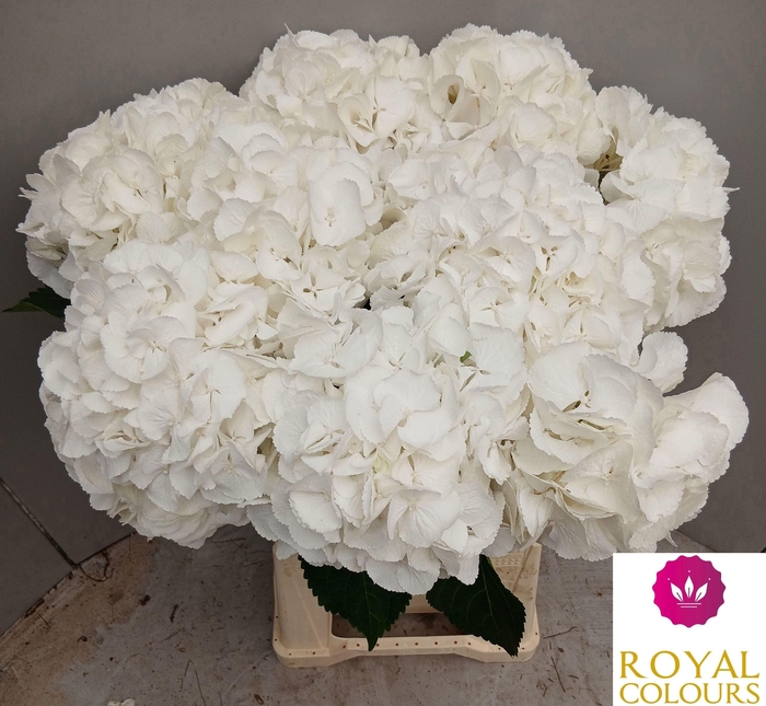 <h4>HYDR M ROYAL PRINCES</h4>