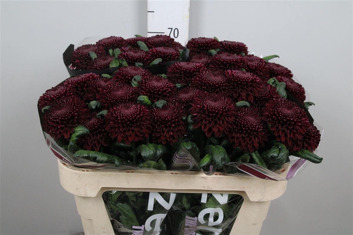 <h4>Chr G Poker</h4>