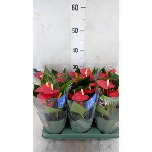 Anthurium andr. 'Karma Red'