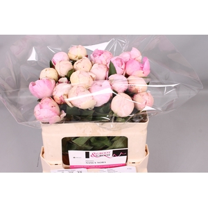 Paeonia Nancy Nora | Heavy Quality