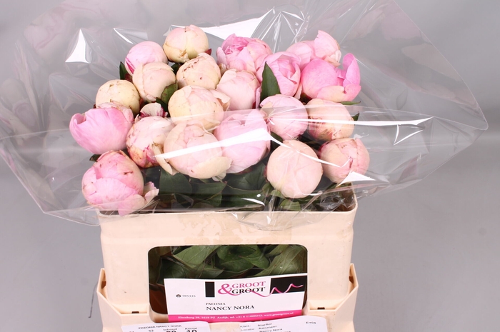 <h4>Paeonia Nancy Nora | Heavy Quality</h4>