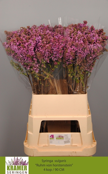 <h4>SYR V R V HORSTENST</h4>