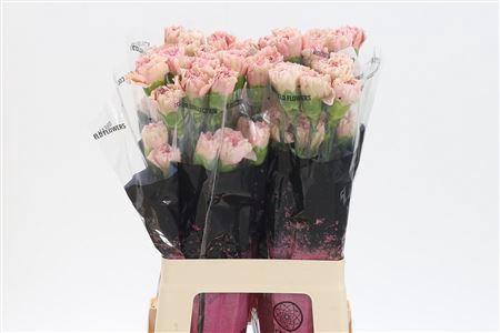 <h4>Di St Creola</h4>